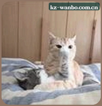 吴迪